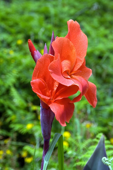 img00267.jpg